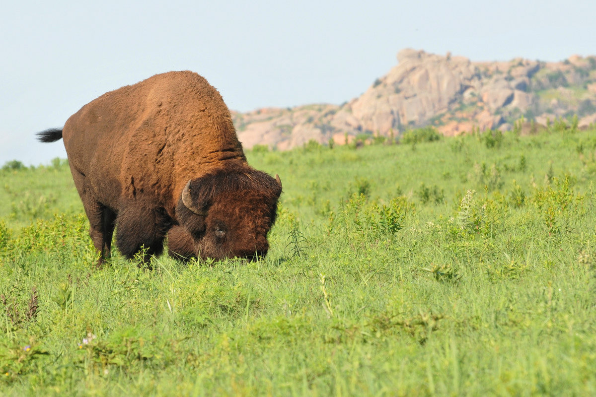 Wichita Mountains Wildlife Refuge, Lawton Oklahoma - American Bison